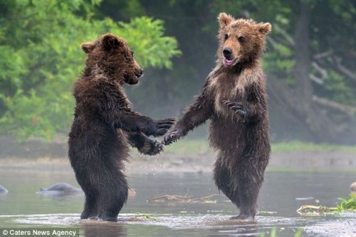 Hai chú gấu lắc tay nhau (Ảnh: Carters New Agency)
