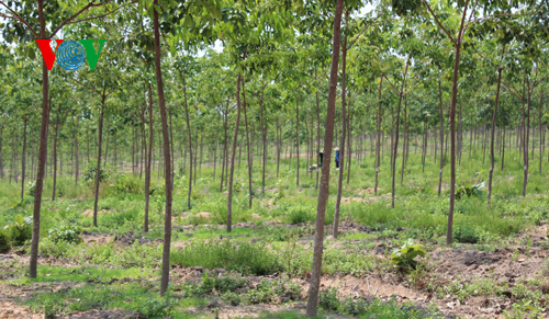 Rừng cao su 3 năm tuổi ở huyện Chư Prông, Gia Lai (Ảnh: VOV.VN)