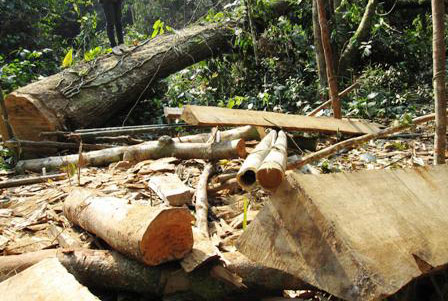 5 tháng đầu năm 2014, tổng diện tích rừng bị thiệt hại hơn 820ha (Ảnh: Hà Nội Mới)