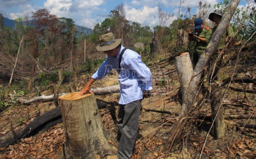 Rừng trên địa bàn xã Cư San, huyện M’Đrắk bị tàn phá (Ảnh: An ninh Thủ đô)