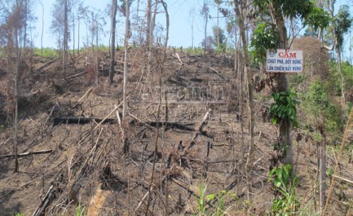 Rừng ở khu vực giáp ranh giữa Đắk Lắk với Khánh Hòa chỉ còn cây đeo biển cấm là không bị chặt (Ảnh: An ninh Thủ đô)