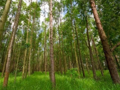 Cây bạch đàn-nguồn nguyên liệu quan trọng để sản xuất giấy và nhiên liệu sinh học (Ảnh: Science Daily)