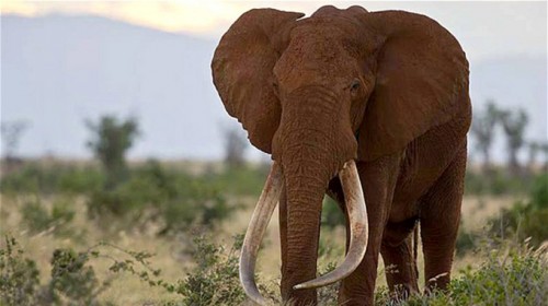 Satao được cho là chú voi lớn nhất thế giới (Ảnh: Telegraph)