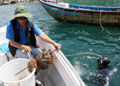 Cán bộ Ban Quản lý Khu Bảo tồn biển vịnh Nha Trang diệt sao biển gai, bảo vệ môi trường sống của san hô (Ảnh: Tường Vi/Nhân Dân)
