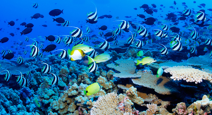 Mỹ công bố kế hoạch lập khu bảo tồn biển lớn nhất thế giới ở Thái Bình ...