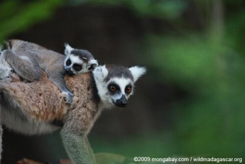 Vượn cáo đuôi vòng (Lemur catta) - một trong số  những loài bị liệt vào danh sách có nguy cơ tuyệt chủng của Sách Đỏ (Ảnh: Rhett A. Butler)