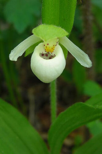 Lan hài Cypripedium passerinum ở Bắc Mỹ là một trong những loài lan nằm trong danh sách các loài sắp nguy cấp (Ảnh: Jason Hollinger)