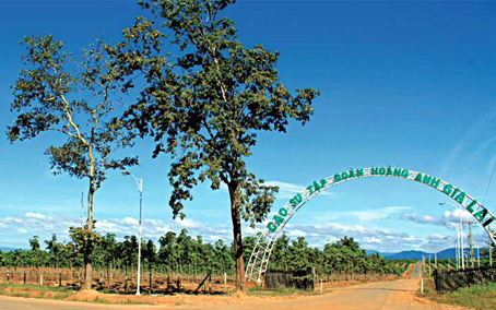 Mô hình đầu tư trồng cao su của Tập đoàn Hoàng Anh Gia Lai tại Lào (Ảnh: Vibonline)