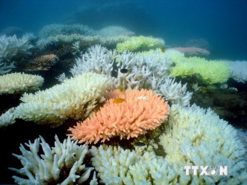 Rạn san hô Great Barrier Reef (Ảnh: AFP/TTXVN)