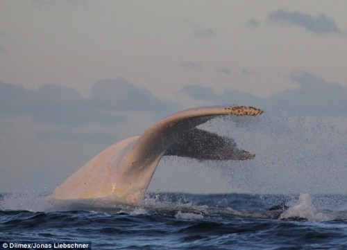 Chiếc đuôi của chú cá voi lưng gù bạch tạng tuyệt đẹp nhô lên mặt nước