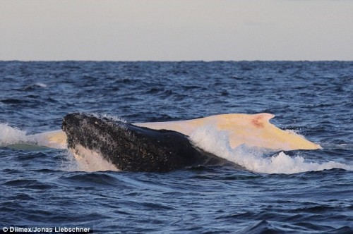 Chú cá voi lưng gù cùng bầy đàn của mình đang thực hiện chuyến di cư hàng năm
