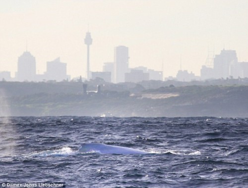 Chú cá voi lưng gù bạch tạng đang bơi là là mặt nước