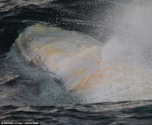 Vẻ đẹp của chú cá voi lưng gù bạch tạng