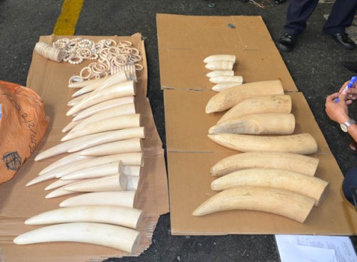 Ngà voi và các sản phẩm ngà voi châu Phi nhập lậu do cơ quan Hải quan phát hiện (Ảnh: Báo Hải Quan)