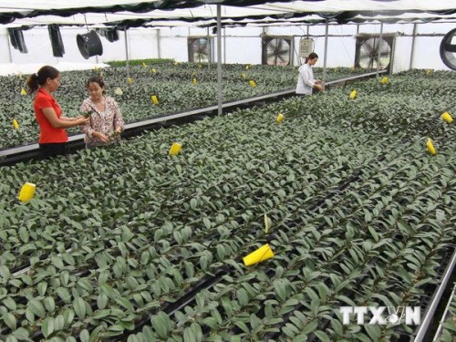 Vườn ươm cây hoa lan của Trung tâm Khoa học và Sản xuất lâm nông nghiệp Quảng Ninh (Ảnh: Vũ Sinh/TTXVN)