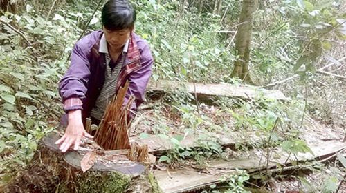  Nhiều vạt rừng ở huyện Kon Plông (Kon Tum) bị triệt hạ để trồng mì, hoa màu.
