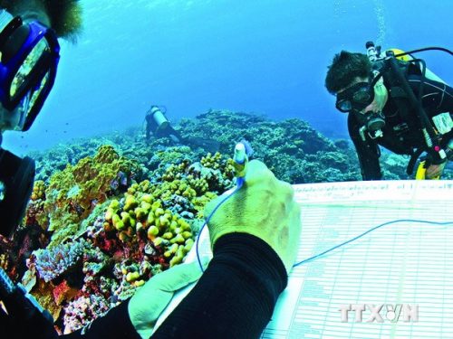 Nhân viên của Viện nghiên cứu Khoa học biển Australia (AIMS) nghiên cứu rặng san hô nổi tiếng Great Barrier (Ảnh: AFP/TTXVN)