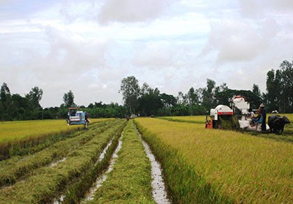 Người trồng lúa vẫn bấp bênh và chưa giàu từ cây lúa. Trong ảnh: Thu hoạch lúa ở Hậu Giang (Ảnh: Gia Tuệ/Pháp luật TP.HCM)