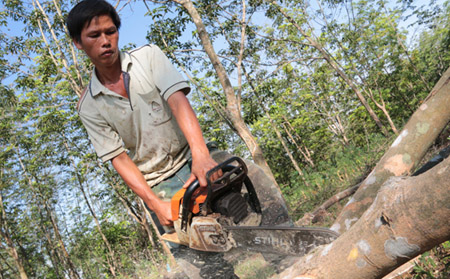 Giá mủ cao su sụt giảm khiến nhiều người dân miền Đông Nam Bộ hoang mang chặt bỏ cây cao su (Ảnh: Đại Đoàn Kết)