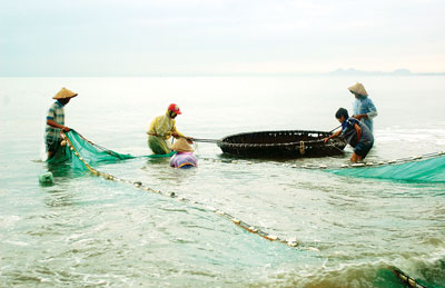 Việc sử dụng các loại lưới giã cào đánh bắt ven bờ ở Đà Nẵng đã đẩy nhiều loại thủy sản đến bờ tuyệt chủng (Ảnh: SGGP)