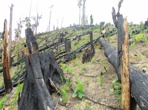 Nhức nhối tình trạng phá rừng làm nương rẫy ở M’Drak (Ảnh: Báo Đắk Lawsk)