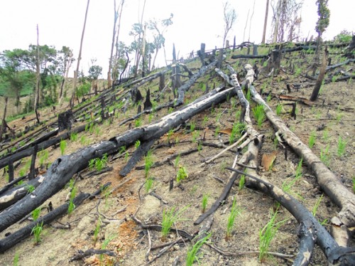 Cây rừng bị chặt phá rồi đốt để nhường chỗ cho cây lúa (Ảnh: Báo Đắk Lắk)
