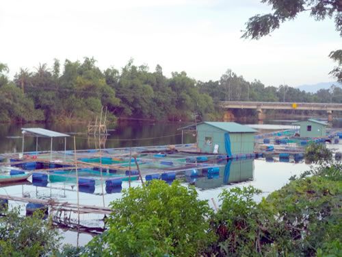 Mô hình nuôi cá diêu hồng trong lồng bè trên sông Tam Kỳ gây ô nhiễm.