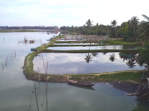 Người dân xã Tam Thanh lấn chiếm sông Trường Giang nuôi tôm gây ô nhiễm sông.