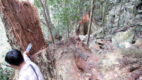 Nhiều diện tích rừng nghiến của nước ta đang bị tàn phá (Ảnh: An ninh Thủ đô)