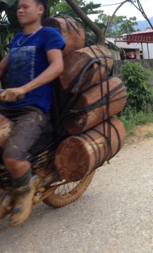 Số tiền nhận được từ vận chuyển gỗ lậu bằng làm cả vụ lúa (Ảnh: nongnghiep.vn)