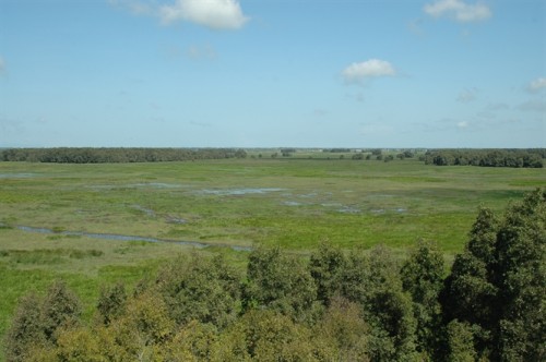 Tràm Chim nhìn từ đài quan sát số 3: Đỉnh điểm mùa khô và nước vẫn lình bình, thảm thực vật xanh tươi (Ảnh: nongnghiep.vn)