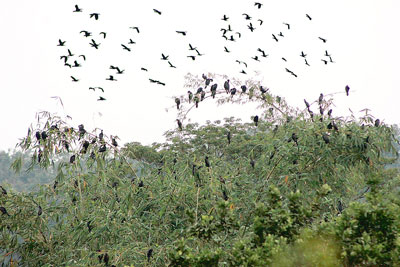 Chiều nào cũng có hàng ngàn con chim trời về đậu tại vườn nhà ông Ba Nghĩa (Ảnh: Sài Gòn Giải Phóng)