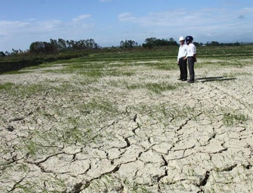 Ruộng lúa ở xã Gio Mai, huyện Gio Linh nắng hạn khô nứt nẻ (Ảnh: nongnghiep.vn)