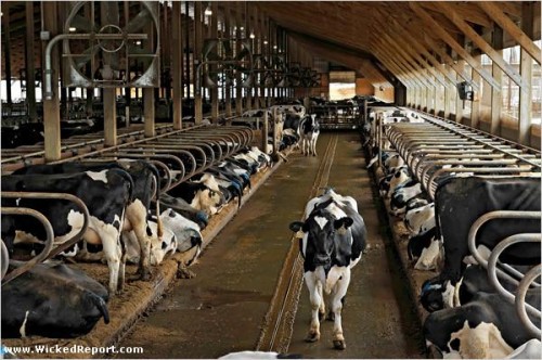 Một trang trại nuôi bò (Ảnh: wickedreport.com)