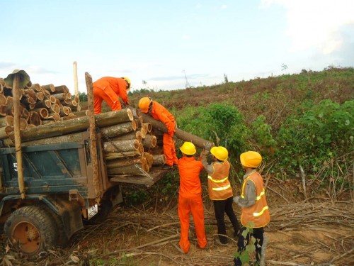 Khai thác rừng tại Quảng Trị - công nhân khai thác được trang bị bảo hộ theo đúng tiêu chuẩn (Ảnh: WWF)