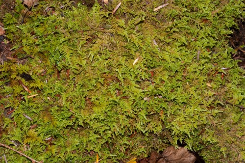 Rêu Sphagnum (Ảnh: florafinder.com)