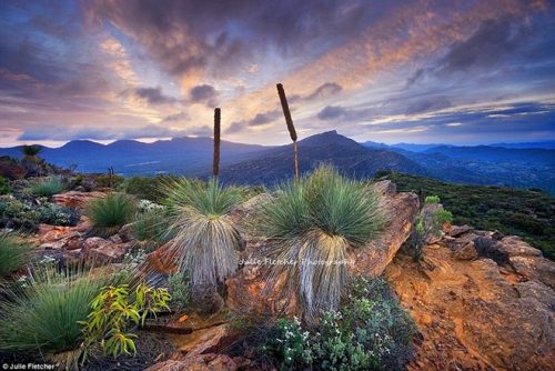 Bức ảnh này ghi lại cảnh tượng núi Ohlssen thuộc dãy Flinders - một trong số những bức ảnh được ưa thích nhất của Fletcher.
