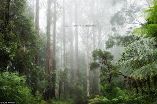 Được chụp tại công viên quốc gia Great Otoway, bức ảnh đã ghi lại hình ảnh cánh rừng rộng lớn ở Victoria.