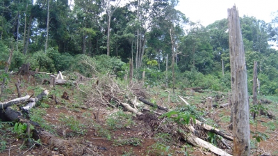 Hàng trăm ha rừng thuộc Tiểu khu 1678, xã Trường Xuân, huyện Đác Song, tỉnh Đác Nông bị tàn phá nặng nề (Ảnh: Nhân Dân)
