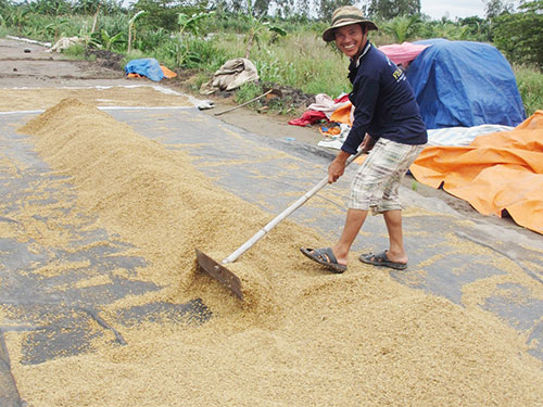 Giá lúa tăng bất thường