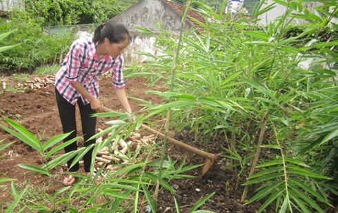 Nông dân Mộc Châu chăm sóc diện tích rừng mới trồng từ giống cây nùng - một loài tre xuất khẩu đang được thị trường ngoài nước ưa chuộng (Ảnh: Dân Việt)