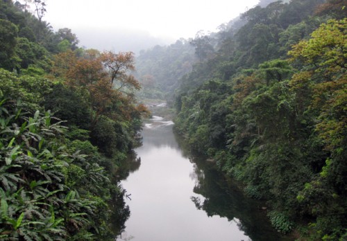 Rừng ở khe Nước Trong một trong những dải rừng nhiệt đới ẩm trên đất thấp quan trọng bậc nhất còn lại ở Việt Nam (Ảnh: Báo Quảng Bình)