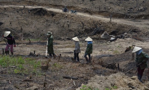 Người dân xã Cửu An trồng sắn trên phần đất của Cty Sông Kôn (Ảnh: nongnghiep.vn)