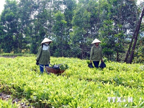 Người dân ở Hà Tĩnh chuẩn bị cây giống phục vụ trồng rừng (Ảnh: Quang Quyết/TTXVN)