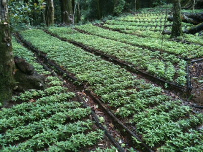 Một khu rừng ở tỉnh Quảng Nam đang được trồng phục hồi (Ảnh: Nhân Dân)