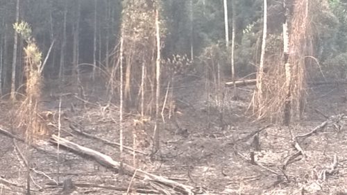 Hiện trường khu vực rừng bị phát đốt (Ảnh: nongnghiep.vn)