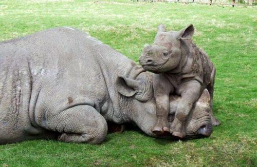 Tê giác có thể bị tuyệt chủng vào năm 2020 nếu không giảm săn bắn bất hợp pháp để lấy sừng (Ảnh: africageographic.com)