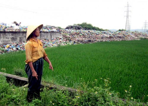 Bà Vũ Thị Tha bức xúc chỉ về ruộng lúa nhà mình đang bị chuột từ núi rác kéo ra phá (Ảnh: Diễn đàn Doanh nghiệp)