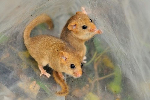 Tác phẩm của Nick Upton về hai chú sóc chuột