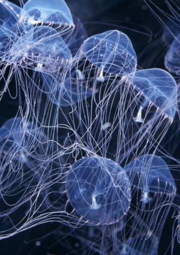 Vẻ đẹp của những con sứa